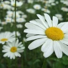 遠隔ヒーリングが評判のLily（リリー）先生｜料金1分320円